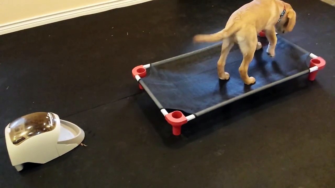 Gus Manners Minder Intro