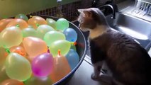 Funny Cats Eating Cat videos Compilation # 10 Funny cat videos 2015-copypasteads.com