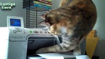 Funny cats videos _ Cats are attacking printer _ Funny cat videos _ Cat video [HD]-copypasteads.com