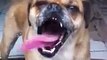 Hilarious Dog Licking Window with the Longest Tongue