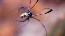 Golden Orb-web Spider Spinning Its Web