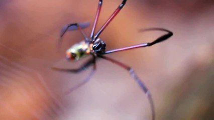 Golden Orb-web Spider Spinning Its Web