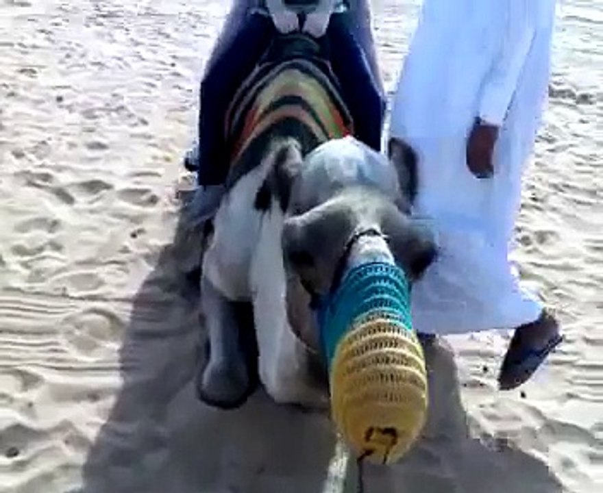 Camel complains