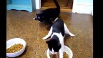 Funny Videos 2014 _ Funny Cats Compilation - Cats Funny Videos - Funny Animals-copypasteads.com