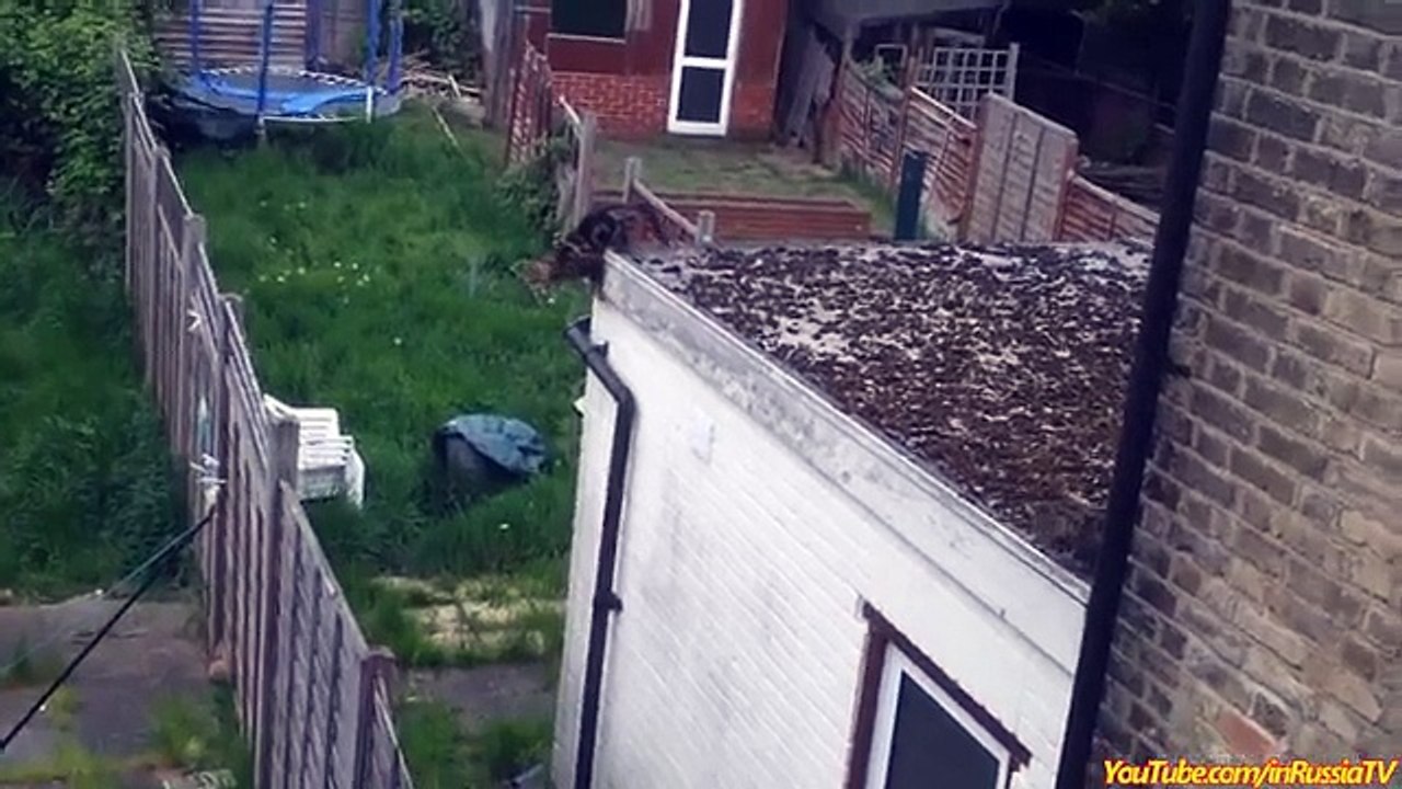 FUNNY VIDEOS_ Funny Cats - Funny Cat Videos - Funny Animals - Cats Funny Jump Compilation-copypasteads.com