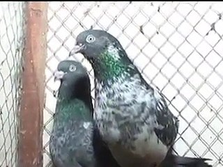 best pakistani kabootar