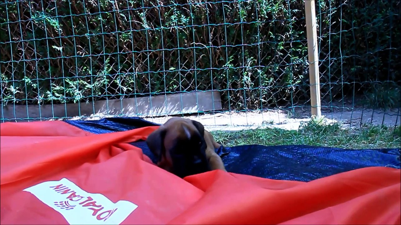 Leelinau des Steppes Perdues (IOWA du RANCH de la RIVIERE ESPERANCE X GIOTTO du DOLON / Portée des "L" 2015)