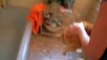 Official Video_ Cat Bath Freak Out -Tigger the cat says 'NO!' to bath-copypasteads.com