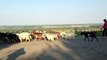 Tiraspol Moldova Transnistria Village Life many goats block road in Transnistria village