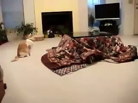 袋のネコ【猫太郎】Cat in a Bag [Taro the Cat]