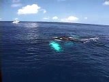 dolphins bowriding breaching whales in Bermuda