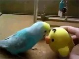 Mocking bird [Funny Video]