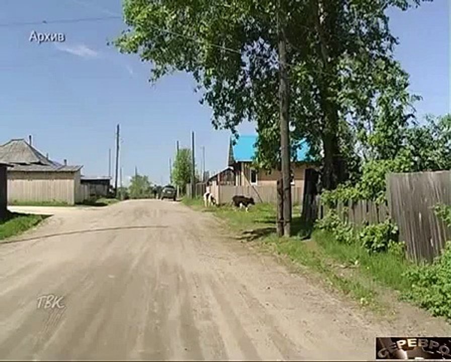 Медведи атакуют. Нашествие медведей на Колпашево и его окрестности. Новости Колпашева.