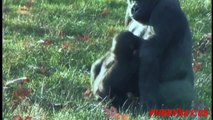 Gorilla giving birth like human ☆ Animals Life