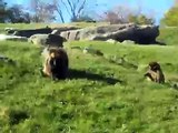 Male and Female Gelada Baboons