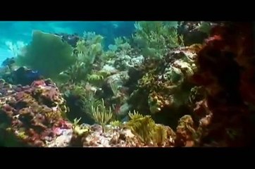 Reef Check Dominican Republic on National Geographic