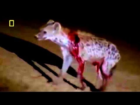 Lions Documentary - Hungry Lion Eats and Destroys Hyena - National Geographic Full
