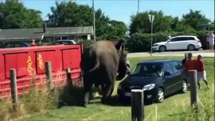 Elefante maltratado se revolta, destrói carro e fere turistas; veja vídeo