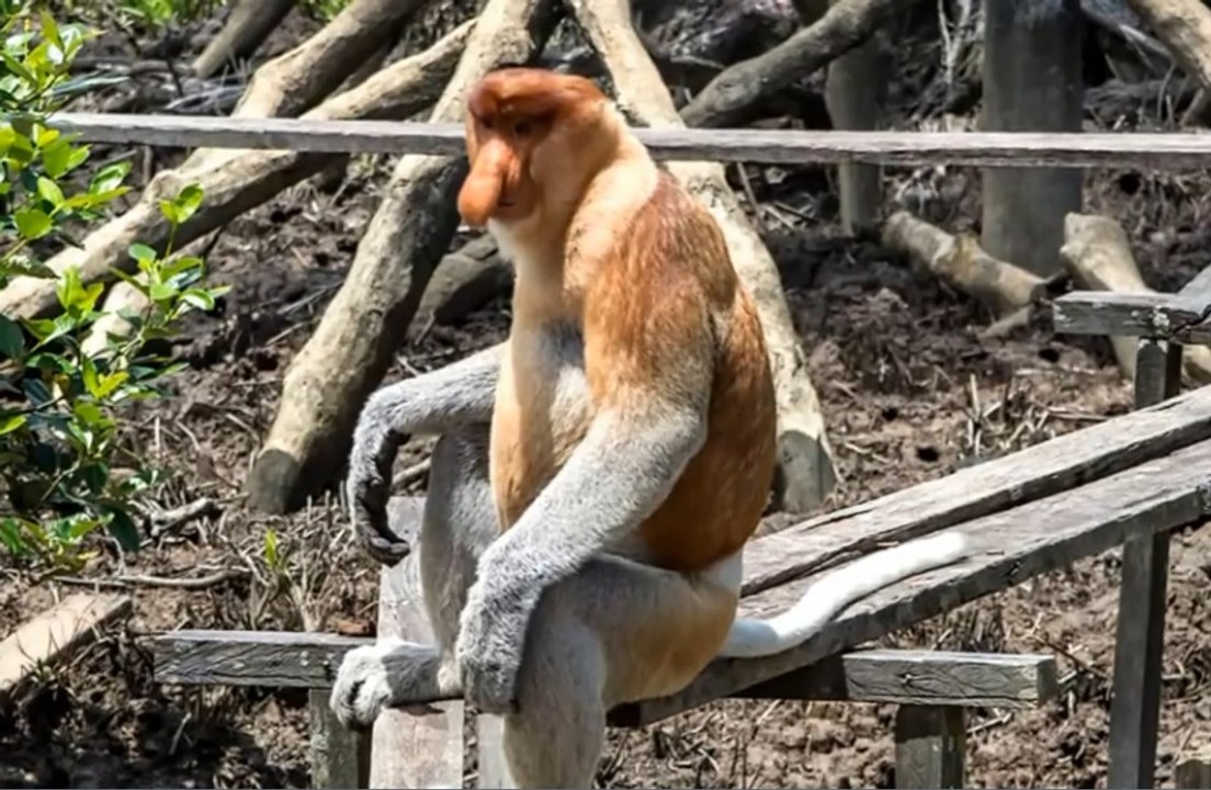 Proboscis Maymunu