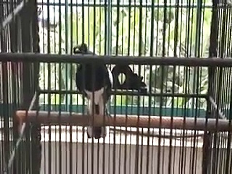 kacer sumatera raja pinggiran-ngekek