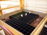 Building A  Greenhouse In Roof زراعة الخضروات فوق سطح المنزل