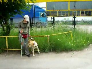 Max, guide dog in training, Bulgarian Guide Dogs For The Blind School