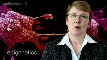 Building baby: diet during pregnancy | A film by the Wellcome Trust