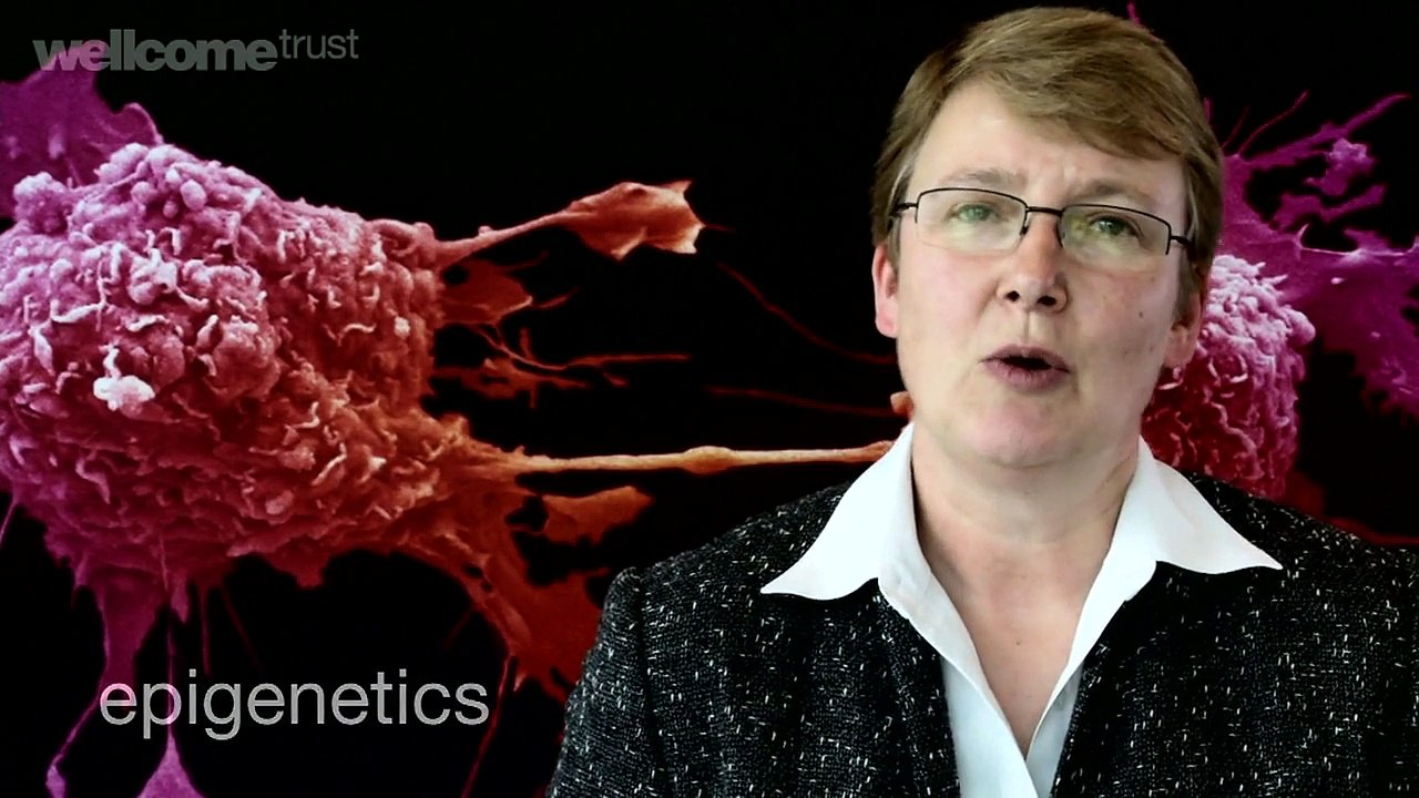 Building baby: diet during pregnancy | A film by the Wellcome Trust