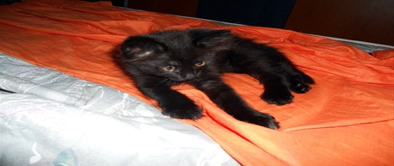 My beautiful black cat