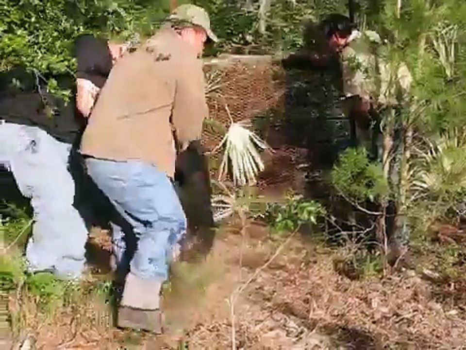 Wild Boar Caught at OWC