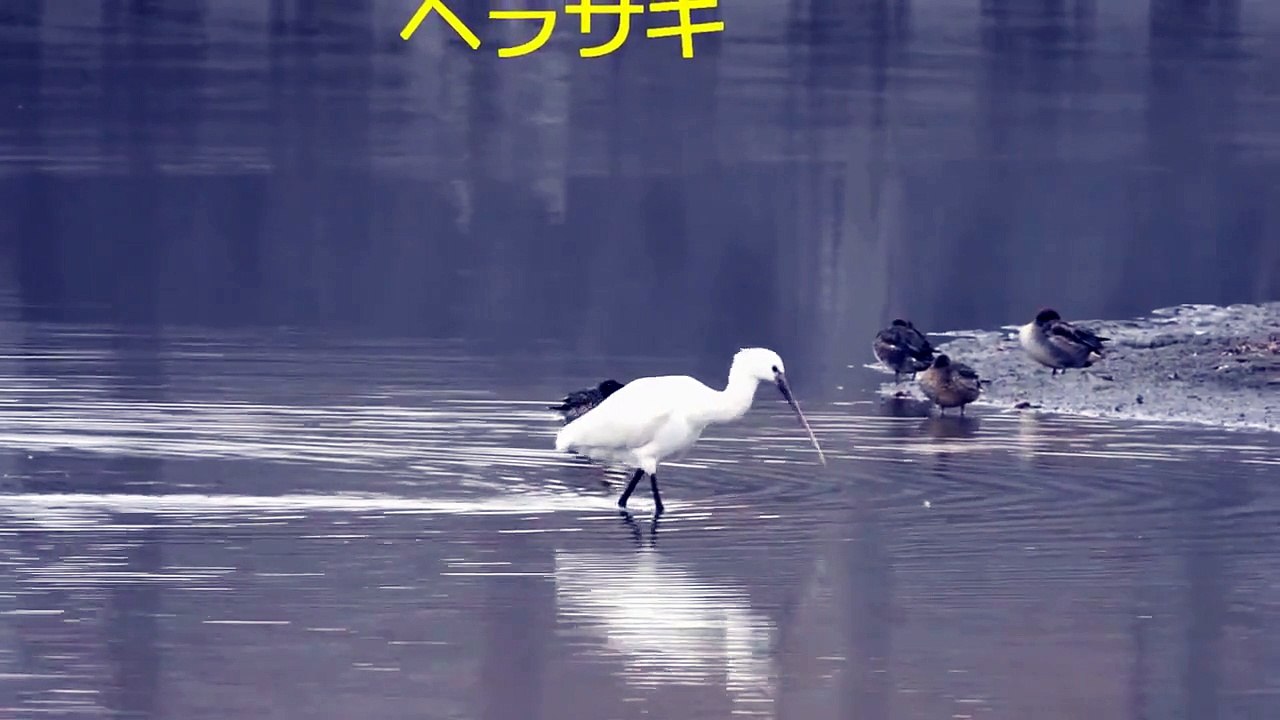 ヘラサギ＆クロツラヘラサギ