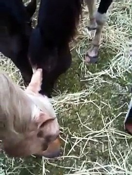 Human Herd Leader Horse Impact- Imprinting causing Foal Rejection - Rick Gore Horsemanship