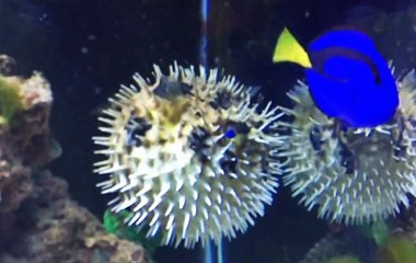 Ürkütüldüğü Zaman Şişen Kirpi Balığı