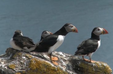 Kuzey Atlantik Martıları