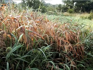 Swamp White Oak Preserve