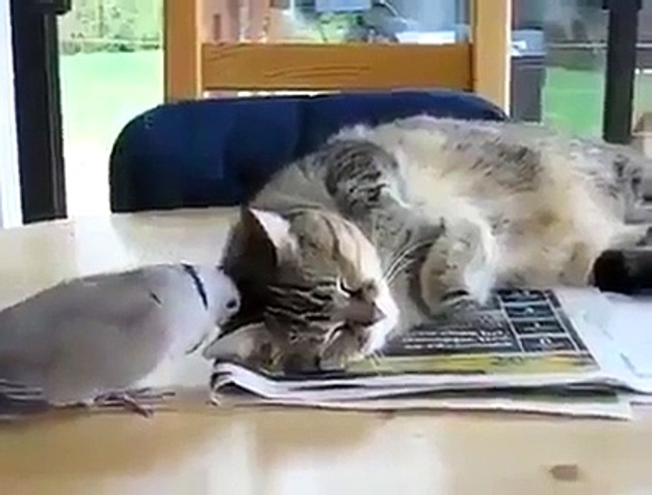 Un chat plein de patience, moi je l'aurais déjà bouffé cette tourterelle