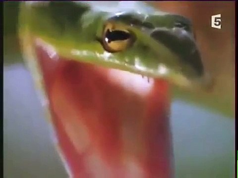 Les Predateurs - Redoutables Mâchoires