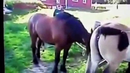 Hayvan videoları ( At Çifleşmesi )Funny Animals Compilation Animal Videos 2015