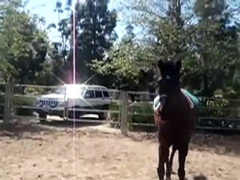 Gaited Horse Jumping & Trail