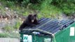 Bear trying to break into dumpster at Snoqualmie Pass, WA