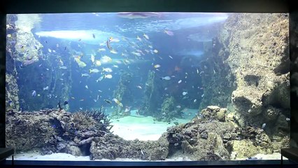 The Reef Theatre at Sydney Aquarium