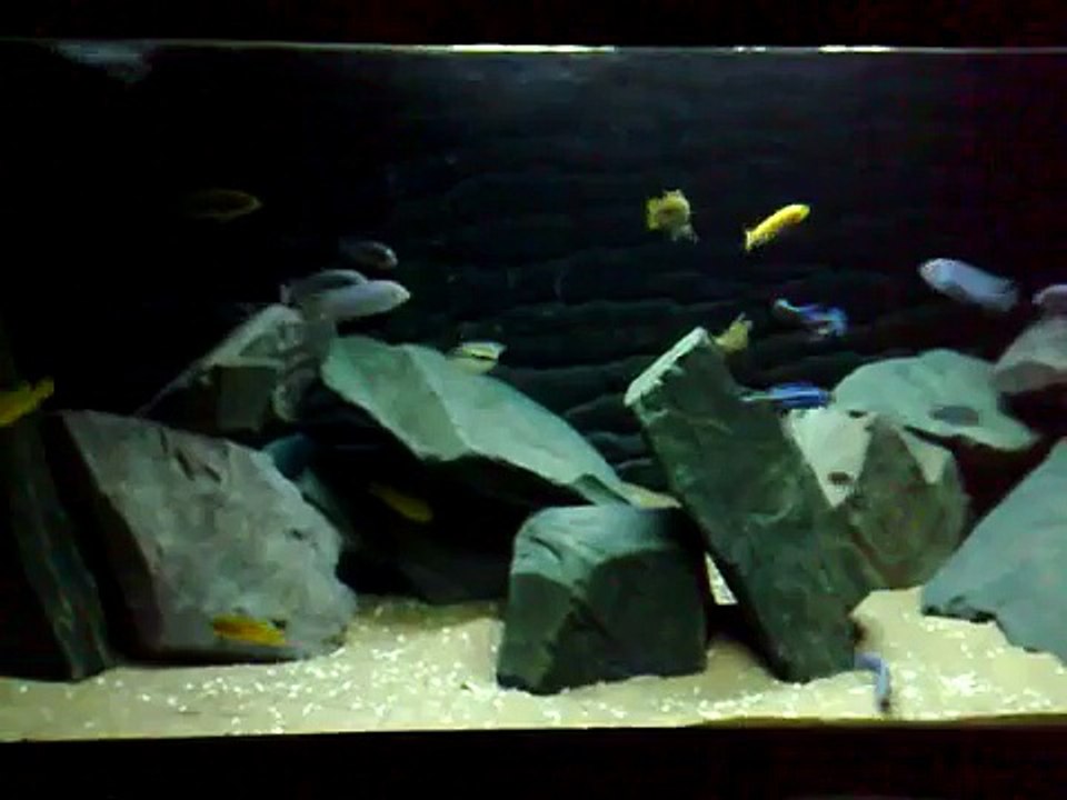 "Likoma Locale"  Mbuna Setup