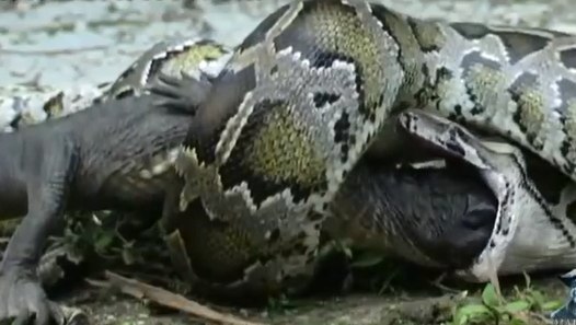 Python eats Alligator - video dailymotion