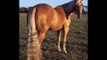 Miss Cols Prescriptin - 2005 APHA Palomino Mare - beautiful, very nice barrel horse for sale.
