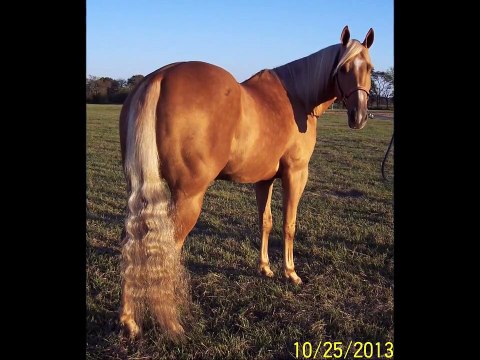 Miss Cols Prescriptin - 2005 APHA Palomino Mare - beautiful, very nice barrel horse for sale.