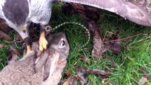 Rabbit Hawking with Female Finnish Goshawk