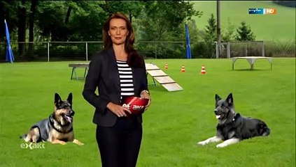 DDR Linie Schäferhund