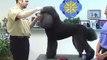 Super Styling Session Standard Poodle Grooming Tips