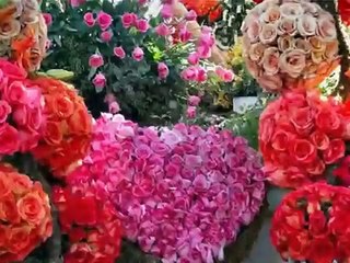 Hachiko-beauty speaks for itself