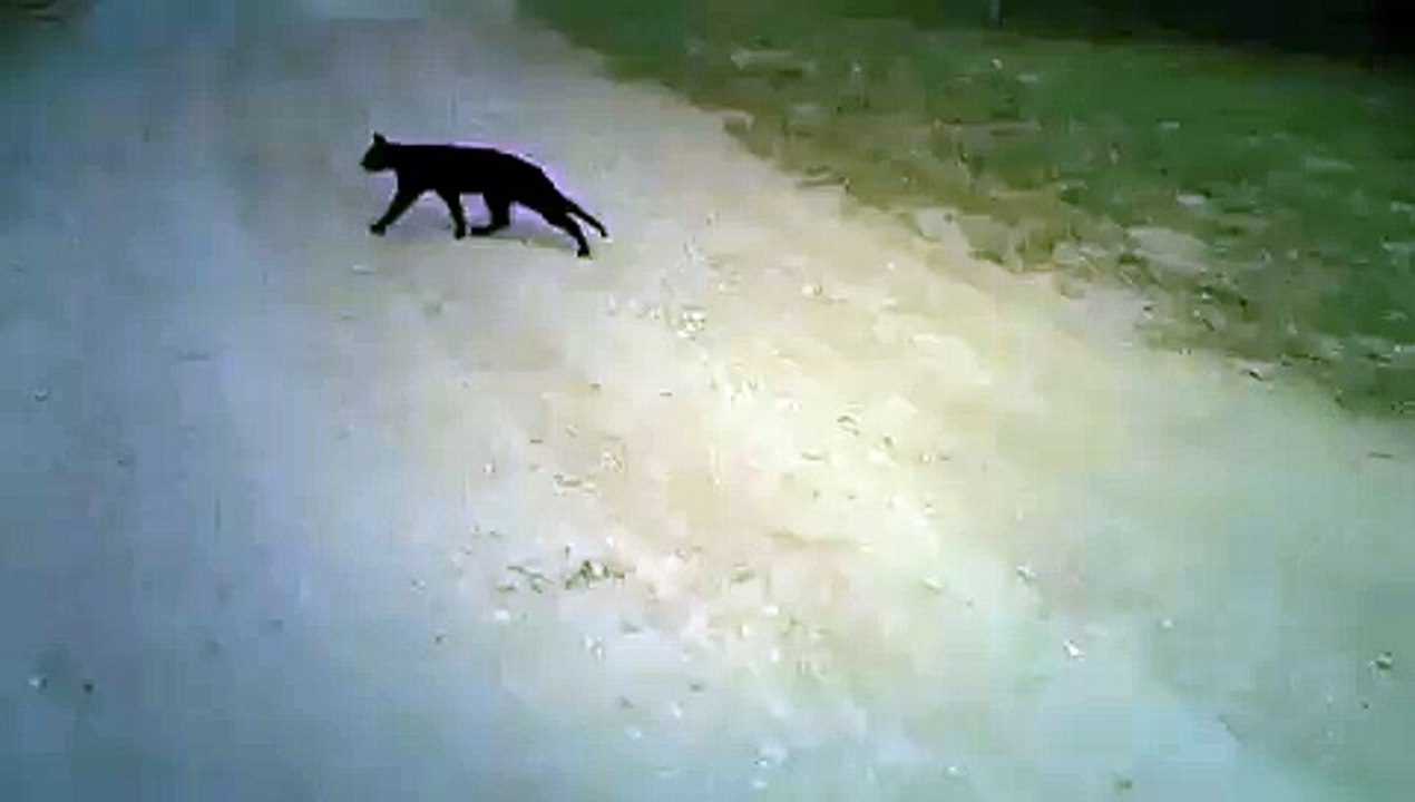 COUGAR ATTACK ! KID ESCAPES BLACK PANTHER !